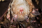 WLD 27 GL0001 01
Greater Horseshoe Bat Hibernating In Cave