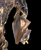 WLD 27 JE0001 01
Egyptian Fruit Bat Hanging Upside-Down From Tree
