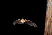 WLD 27 MC0001 01
Pallid Bat Flying At Night Arizona