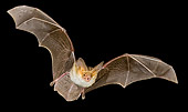 WLD 27 MC0002 01
Pallid Bat Flying At Night Arizona