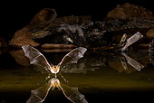 WLD 27 MC0003 01
Pallid Bat Swooping Over Pond At Night Arizona