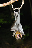 WLD 27 MC0004 01
Giant Fruit Bat Hanging Upside-Down From Limb