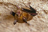 WLD 27 MC0005 01
Dobson's Horseshoe Bat Roosting In Cave At Bandhavgarh National Park, India