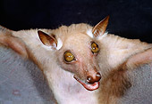WLD 27 MH0001 01
Close-Up Of Fruit Bat In Tropical Rainforest Central Africa