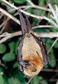 WLD 27 MH0002 01
Madagascan Flying Fox Hanging From Tree Branch Madagascar