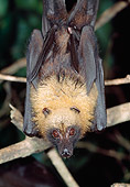WLD 27 MH0003 01
Madagascan Flying Fox Hanging From Tree Branch Madagascar