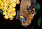 WLD 27 MH0004 01
Close-Up Of Madagascan Flying Fox Eating Fruit Madagascar