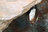 WLD 27 WF0001 01
Bechstein's Bat Hanging From Roof Of Cave During Hibernation
