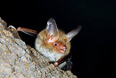WLD 27 WF0002 01
Bechstein's Bat Climbing Trunk Of Beech Tree