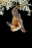 WLD 27 WF0003 01
Bechstein's Bat Hanging From Lichen Covered Twig