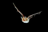 WLD 27 WF0004 01
Bechstein's Bat Flying At Night