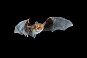WLD 27 WF0005 01
Bechstein's Bat Flying At Night