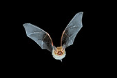 WLD 27 WF0006 01
Bechstein's Bat Flying At Night