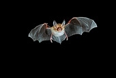 WLD 27 WF0007 01
Bechstein's Bat Flying At Night