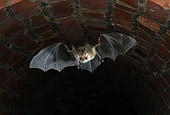 WLD 27 WF0008 01
Brown Long-Eared Bat In Flight In Underground Shelter