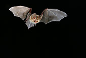 WLD 27 WF0009 01
Brown Long-Eared Bat In Flight In Dark