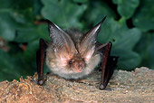 WLD 27 WF0010 01
Portrait Of Young Brown Long-Eared Bat Sitting On Bark