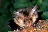 WLD 27 WF0011 01
Portrait Of Young Brown Long-Eared Bat Sitting On Bark