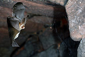WLD 27 WF0012 01
Brown Long-Eared Bat Hunting Spider In Underground Shelter