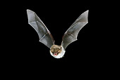 WLD 27 WF0013 01
Natterer's Bat Flying In Dark