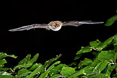 WLD 27 WF0014 01
Natterer's Bat Flying Over Beech Tree In Dark