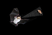 WLD 27 WF0015 01
Natterer's Bat Locating Moth By Ultrasonic Sound In Dark
