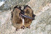 WLD 27 WF0016 01
Two Natterer's Bats Huddling Close In Cave