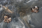 WLD 27 WF0017 01
Greater Mouse-Eared Bats Hibernating In Winter Shelter