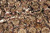 WLD 27 WF0018 01
Greater Mouse-Eared Bat Females In Breeding Colony