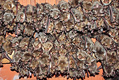 WLD 27 WF0019 01
Greater Mouse-Eared Bat Females With Gray Juveniles In Breeding Colony