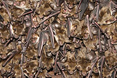 WLD 27 WF0020 01
Greater Mouse-Eared Bat Females Young Under Wings In Breeding Colony