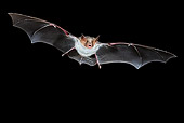 WLD 27 WF0021 01
Greater Mouse-Eared Bat Flying At Night