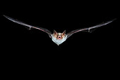 WLD 27 WF0022 01
Greater Mouse-Eared Bat Flying At Night
