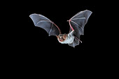 WLD 27 WF0023 01
Greater Mouse-Eared Bat Flying At Night