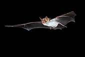 WLD 27 WF0024 01
Greater Mouse-Eared Bat Flying At Night