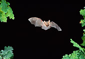 WLD 27 WF0025 01
Brown Long-Eared Bat Flying In Night Sky