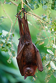WLD 27 WF0026 01
Fruit Bat Hanging Upside-Down From Tree Branch