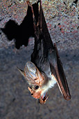 WLD 27 KH0001 01
Ghost Bat Hanging From Cave Roof
