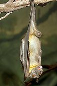 WLD 27 TL0001 01
Straw-Colored Fruit Bat Hanging From Branch
