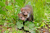 WLD 28 GL0001 01
Two European Pine Martens Sitting In Grass
