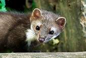 WLD 28 GL0002 01
Portrait Of Beech Marten By Log Normandy
