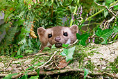 WLD 28 GL0003 01
Portrait Of Beech Marten Hiding In Vegetation Normandy