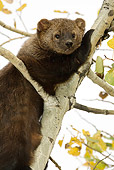 WLD 28 MC0001 01
Portrait Of Pine Marten Climbing Tree