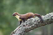 WLD 28 WF0001 01
Young European Pine Marten Standing On Tree Branch
