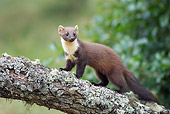 WLD 28 WF0002 01
Young European Pine Marten Standing On Tree Branch