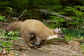 WLD 28 WF0003 01
European Pine Marten Running On Dirt