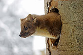 WLD 28 WF0004 01
Pine Marten Peeking Head Out From Hole In Tree