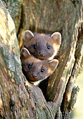 WLD 28 WF0005 01
Portrait Of Two Young European Pine Martens In Tree Nest