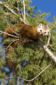 WLD 28 NE0001 01
American Marten Sitting On Pine Tree Branch
