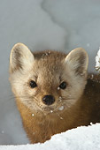 WLD 28 NE0002 01
Head Shot Of American Marten In Snow